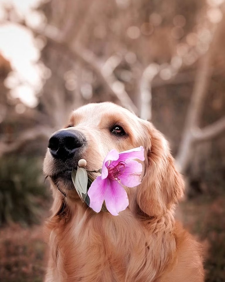 Coco, a Golden retriever
