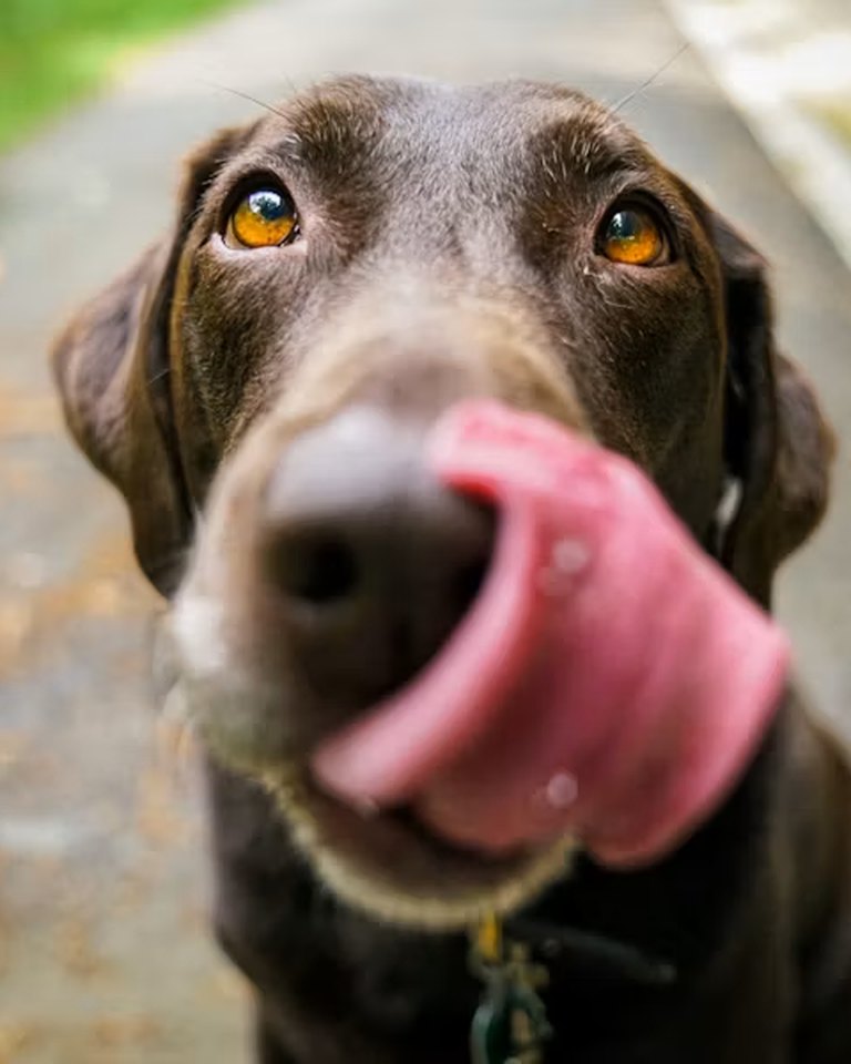 Cuba, a Labrador retriever in Downtown Miami